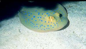 This ray was captured at the Red See. Nikonos and 35 mm by Wiljo Jonsson 